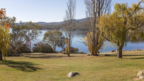 Grey Kangaroo- On Lake Jindabyne Foreshore - Pet Food Australia 1