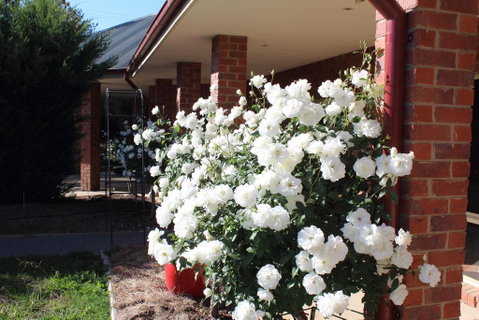 Gundaroo Manor Bed & Breakfast - Food Delivery Shop 3