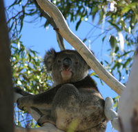 Levi Park Caravan Park - Food Delivery Shop