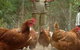 Margaret River Hideaway & Farmstay - thumb 28