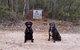 Jarrah Grove Forest Retreat - thumb 21