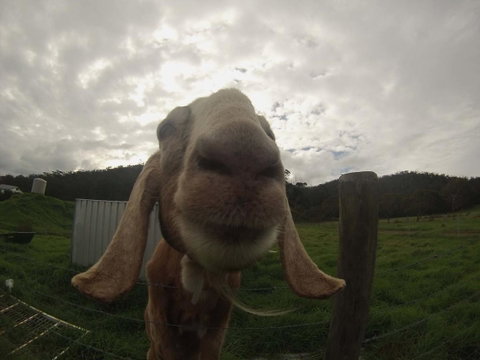 Tanen Farm - Food Delivery Shop 7