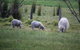 Tanen Farm - thumb 11