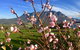 Manna Hill Farm - thumb 3