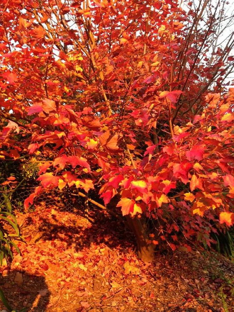 Sheer Pleasure Accommodation - Food Delivery Shop 26