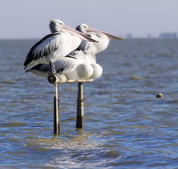 Pelican Perch Retreat - Food Delivery Shop
