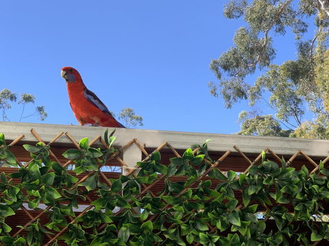 Pinnacle Views - Pet Food Australia 2