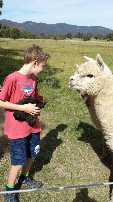 Starline Alpacas Farmstay Resort - Food Delivery Shop 3