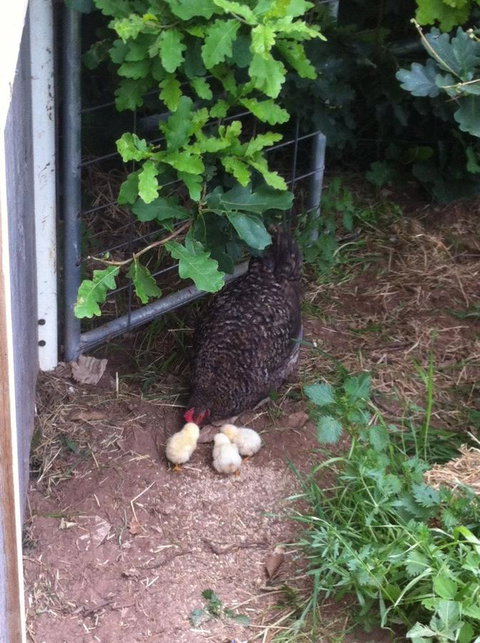 Taras Richmond Farmstay - Food Delivery Shop 25