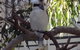 Kookas Retreat - thumb 16
