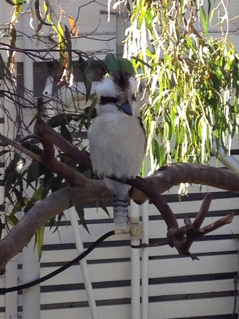 Kookas Retreat - Food Delivery Shop 16