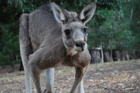 Gariwerd Motel - Pet Food Australia 5