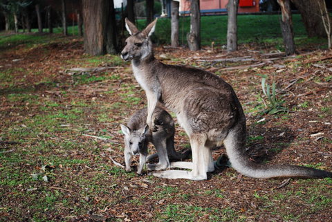 Gariwerd Motel - Pet Food Australia 16