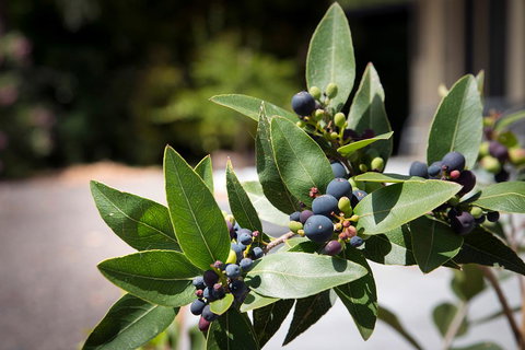 Gariwerd Motel - Pet Food Australia 23