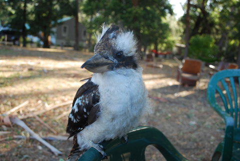 Gariwerd Motel - Pet Food Australia 11