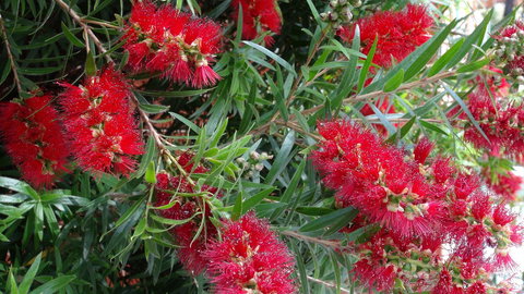 Gariwerd Motel - Pet Food Australia 22