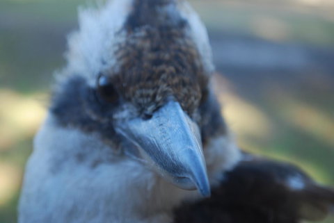 Gariwerd Motel - Pet Food Australia 30