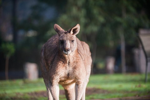 Gariwerd Motel - Pet Food Australia 9