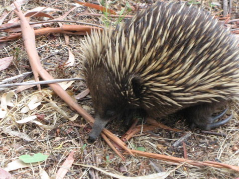 Gariwerd Motel - Pet Food Australia 10