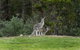RACV Goldfields Resort - thumb 20