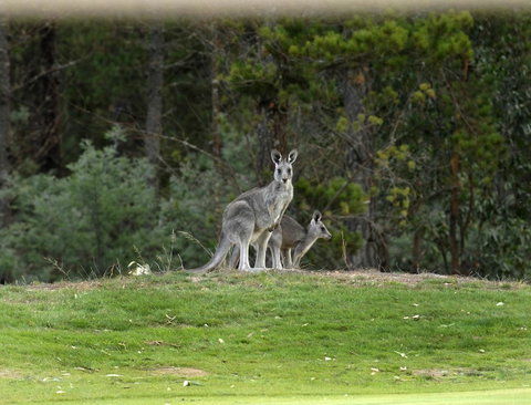 RACV Goldfields Resort - Food Delivery Shop 20
