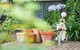 Miss Pym's Cottage - thumb 7