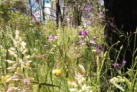 Grampians Pomonal Cottages - Pet Food Australia 31