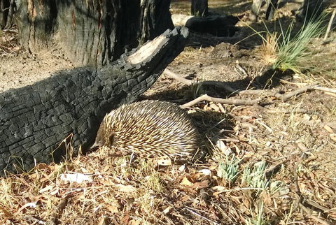 Grampians Pomonal Cottages - Pet Food Australia 25