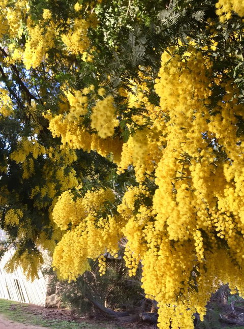 Grampians Pomonal Cottages - Pet Food Australia 5