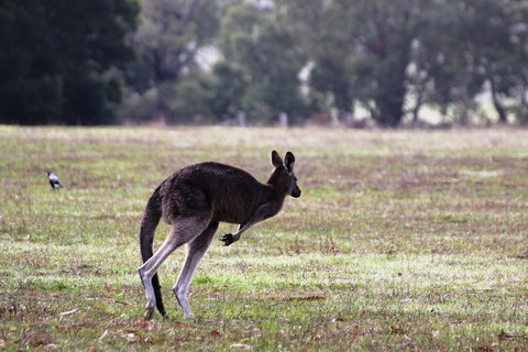 Grampians Pomonal Cottages - Pet Food Australia 26