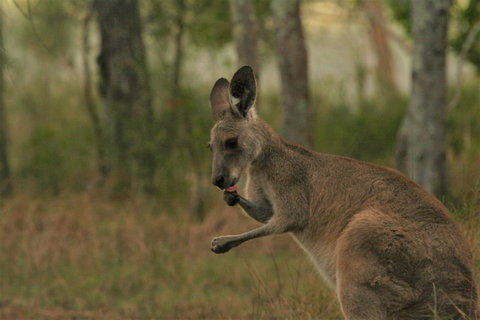 Lake Weyba Noosa Lodge & Kangaroos - Food Delivery Shop 43