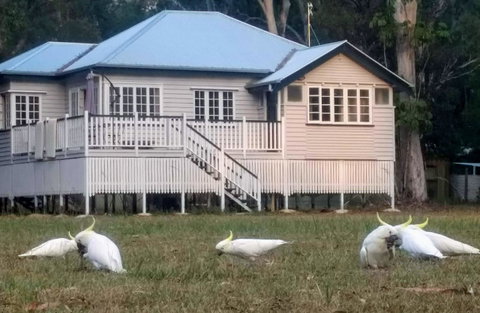 Lake Weyba Noosa Lodge & Kangaroos - Food Delivery Shop 20