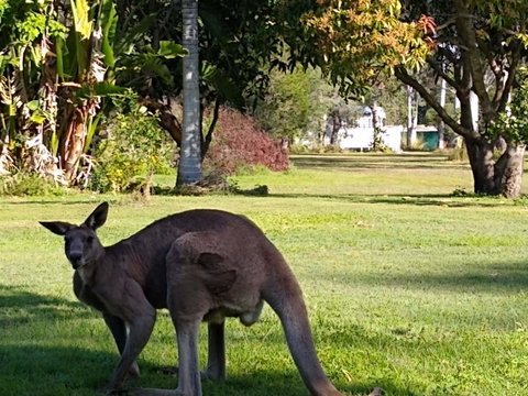 Lake Weyba Noosa Lodge & Kangaroos - Food Delivery Shop 24