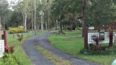 Lake Weyba Noosa Lodge & Kangaroos - Food Delivery Shop 42