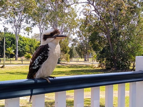 Lake Weyba Noosa Lodge & Kangaroos - Food Delivery Shop 18