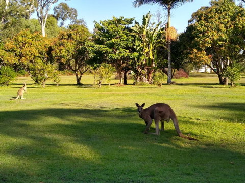Lake Weyba Noosa Lodge & Kangaroos - Food Delivery Shop 8