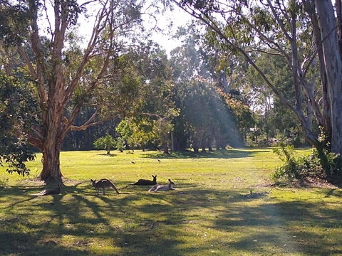 Lake Weyba Noosa Lodge & Kangaroos - Food Delivery Shop 4