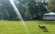 Lake Weyba Noosa Lodge & Kangaroos - thumb 26