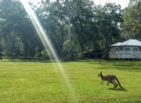 Lake Weyba Noosa Lodge & Kangaroos - Food Delivery Shop 26