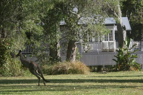 Lake Weyba Noosa Lodge & Kangaroos - Food Delivery Shop 31