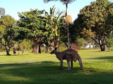 Lake Weyba Noosa Lodge & Kangaroos - Food Delivery Shop 35