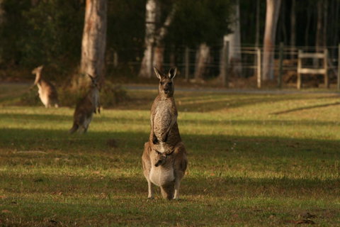 Lake Weyba Noosa Lodge & Kangaroos - Food Delivery Shop 16