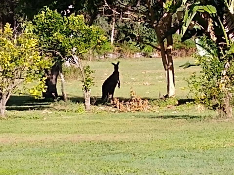 Lake Weyba Noosa Lodge & Kangaroos - Food Delivery Shop 29