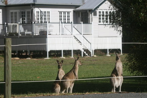 Lake Weyba Noosa Lodge & Kangaroos - Food Delivery Shop 28