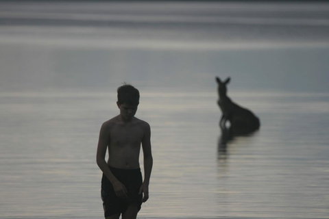 Lake Weyba Noosa Lodge & Kangaroos - Food Delivery Shop 37