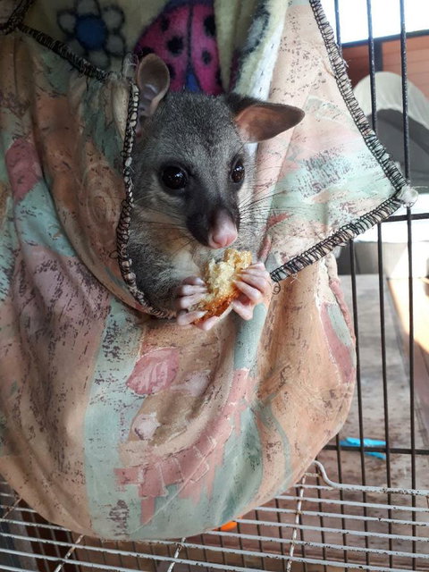 Airlie Beach Eco Cabins - Adults Only - Food Delivery Shop 27