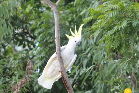 Airlie Beach Eco Cabins - Adults Only - Food Delivery Shop 4