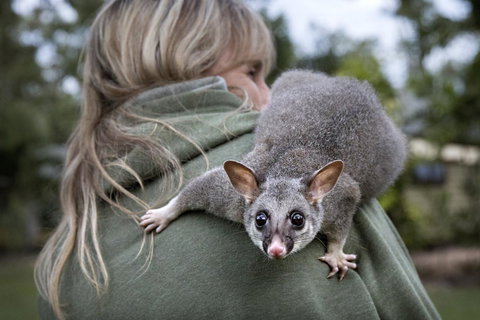 Airlie Beach Eco Cabins - Adults Only - Food Delivery Shop 3