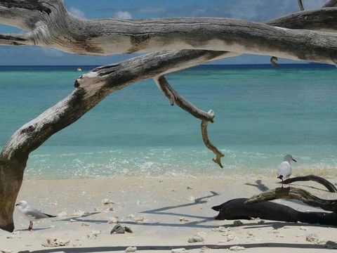 Beach Club Port Douglas Luxury Apartments - Food Delivery Shop 23