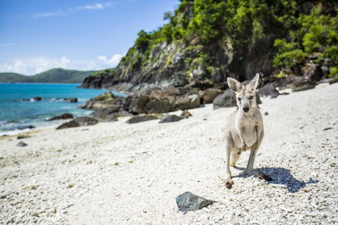 Daydream Island Resort - Food Delivery Shop 26